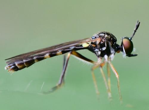 Dioctria rufipes